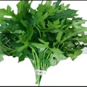 Daun Pepaya / Paya Jepang