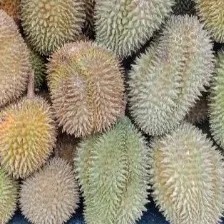 Durian Medan fresh utuh 2kg, 1.5kg, atau 1kg