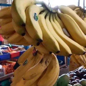 pisang Sunpride 1 sisir