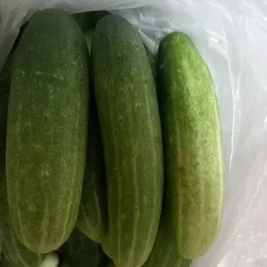 mentimun 1kg