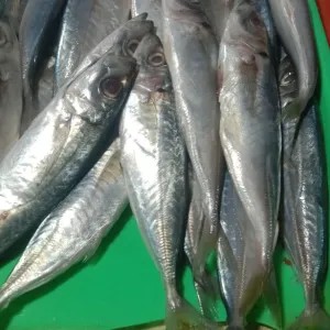Ikan layang 1kg