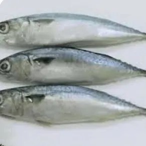 ikan salem 1kg