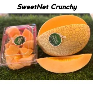 Melon HONEY SweetNet Crunchy