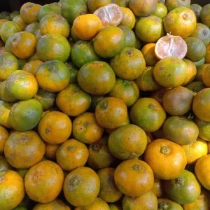 Jeruk kintamani Bali 1kg