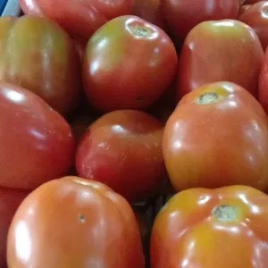 Tomat Apel 1kg