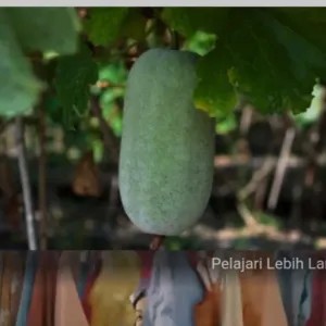 BLIGO ATAU GUNDUR 1500g