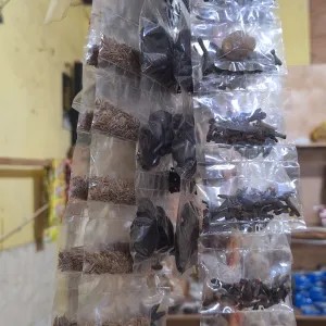 CENGKEH 1 bks 1per pack