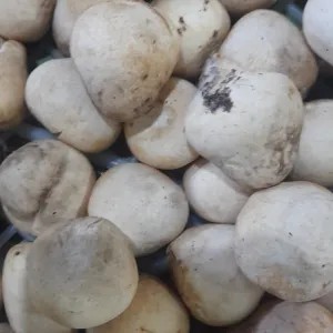 jamur MERANG 1kg