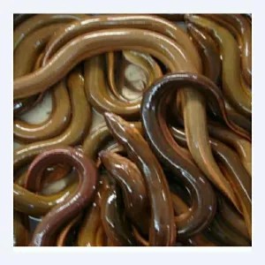 Belut Sawah hidup /500g