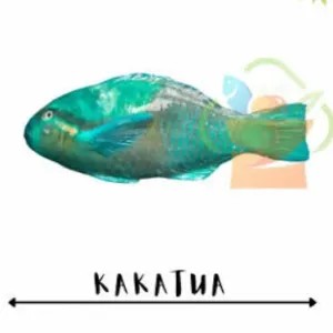 IKAN DORI KAKATUA 500g