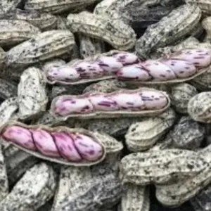 Kacang Tanah Kulit (basah) 1kg