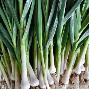 Daun bawang son per pack