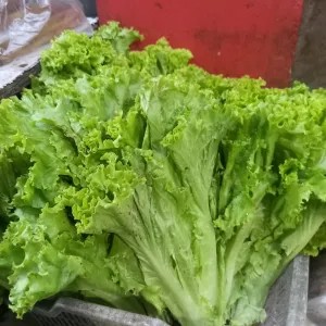 selada segar 1kg