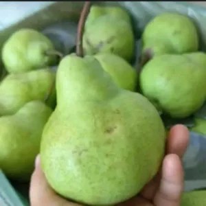 buah pir hijau 1kg