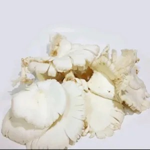 Jamur Tiram 1kg
