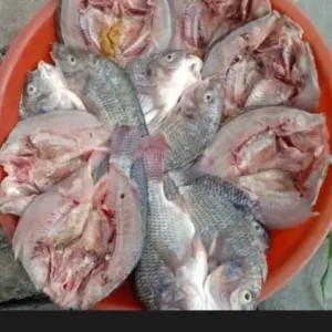 ikan mujair hidup isi 4 belah punggung