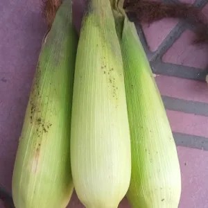 Jagung Manis 1kg 1kg
