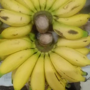 pisang mas satu sisir