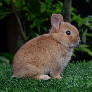 kelinci hias netherland dwarf/kelinci mini
