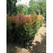 Pohon Pucuk Merah 250 cm UP - Tanaman Pagar Alami - Bibit Pucuk Merah Besar Rimbun Murah - Tanaman O