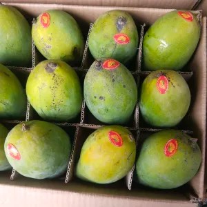 Mangga Alpukat 1kg