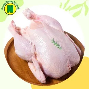 Ayam Broiler 1.2-1.4kg
