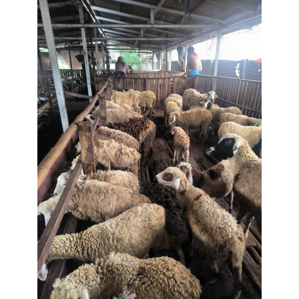 Tebar Qurban 18-20kg | Qurban Praktis 1 Jutaan | Domba Hidup Kambing hidup