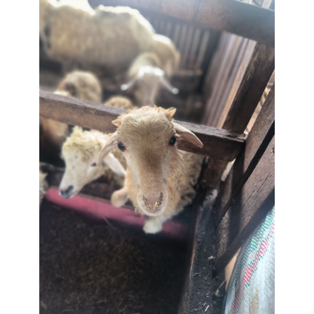 Kambing Hidup Domba Hidup Qurban Aqiqah