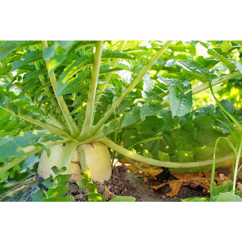 Benih Bibit Biji - Lobak Putih F1 Hibrida White Radish Chinese Daikon Seeds - Panen Dalam 45 Hari