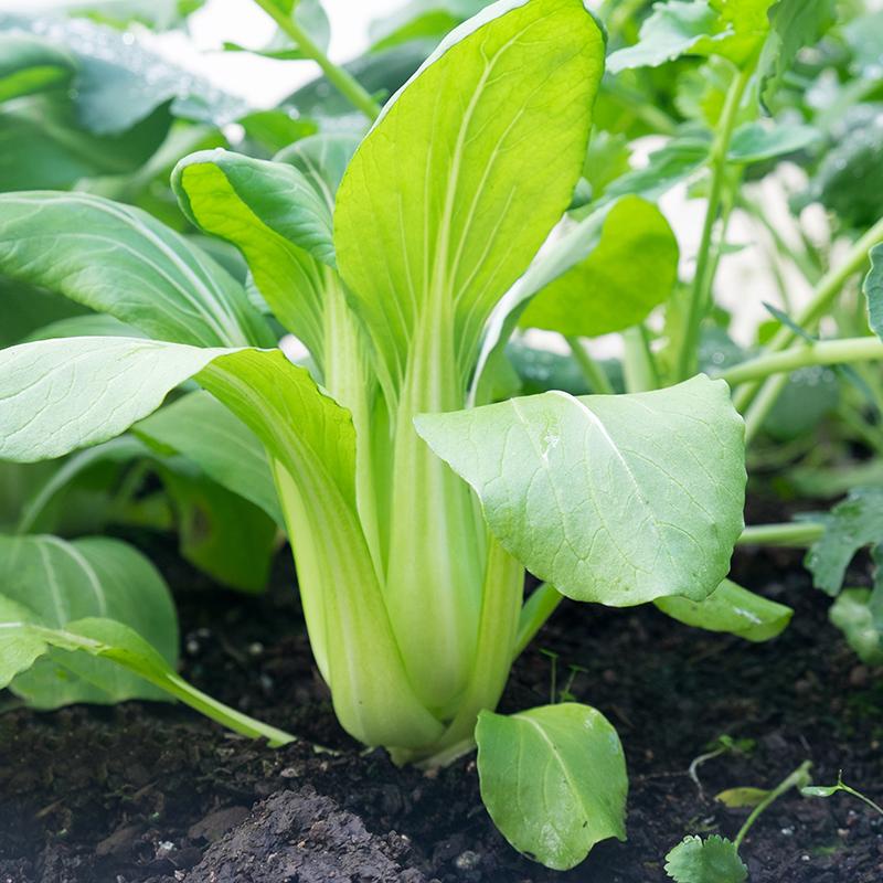 Benih Bibit Biji - Pak Choi Hijau Pak Choy Green Pakcoy Jepang Takii Seed Kualitas Super Seeds - Panen Dalam 35 HST