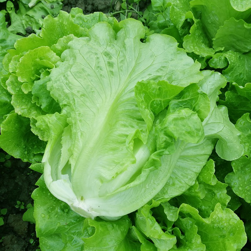 Benih Bibit Biji - Selada Hijau Italian Green Leaf Lettuce Seeds - IMPORT