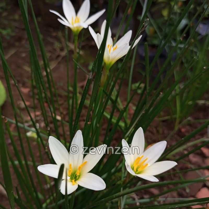 

Lili Hujan Putih ( Super White )