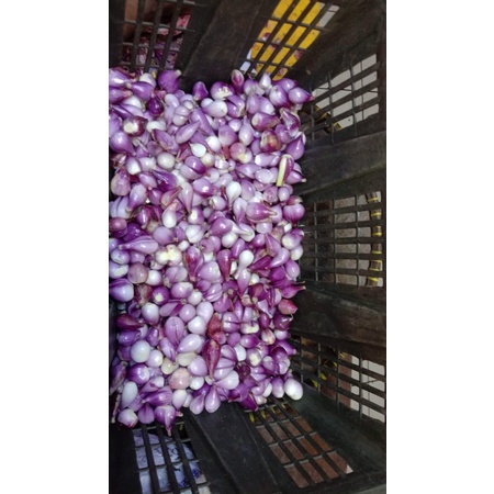 

bawang merah kupas/250 gram Rp 22.000