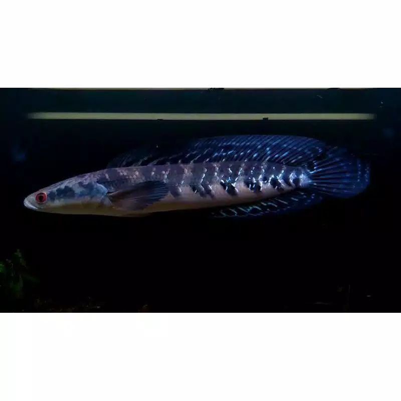 

ikan Canna blue maru