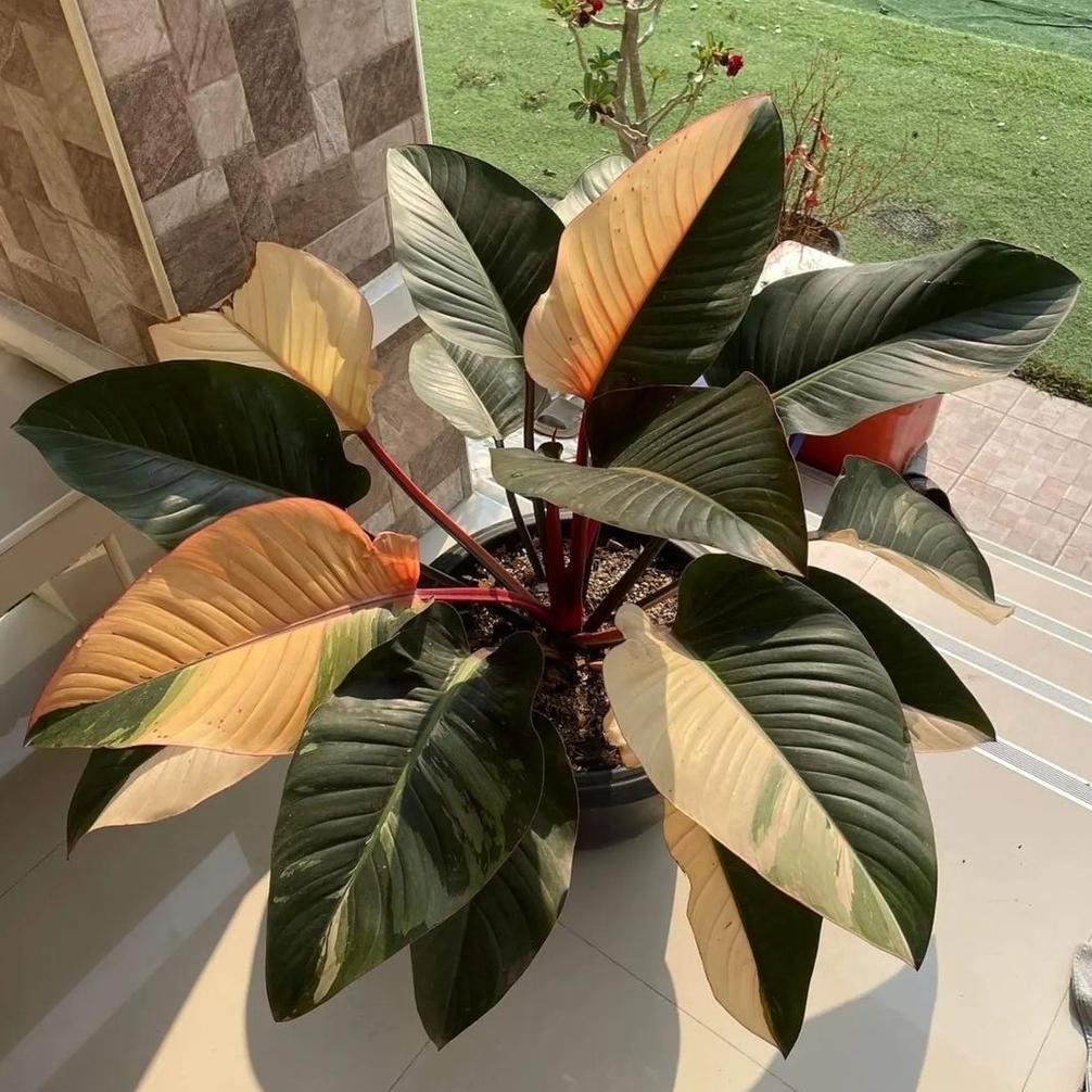 Philodendron Red Congo Varigata Philo Anakan Tanaman Pilodendron Tanaman Hias Murah Tanaman Hias Ind