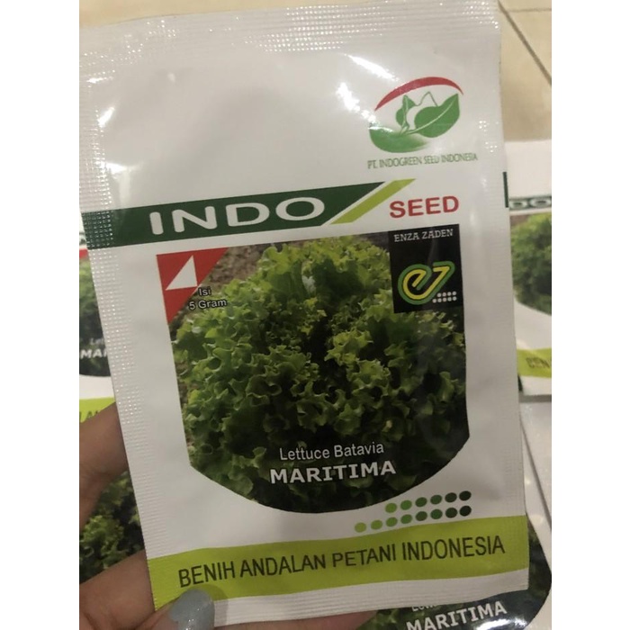 Benih / bibit Lettuce Batavia Enza Zaden Indoseed "MARITIMA 1 gr"