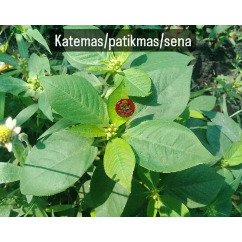 

Daun katemas 1 kg segar , kate mas patik mas suduk mentul ( herbal pencuci perut ) herbal, tanaman herbal , akar herbal , pohon herbal , daun herbal , untuk diet , obat alami , cahar pencuci perut , obat banyak di cari, daun sena , obat tradisional .