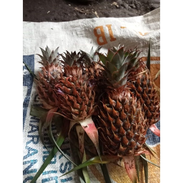 

nanas segar 5buah dan barupetik darikebun