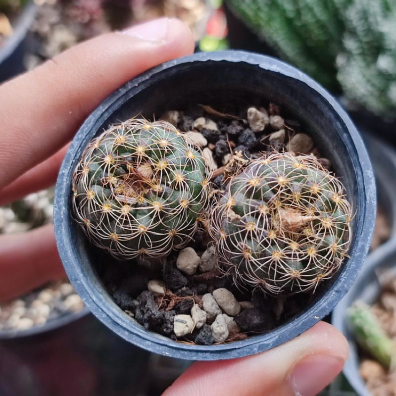 Kaktus Fraileana Import Seedling