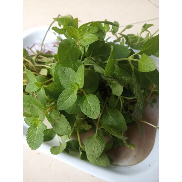 

Daun mint segar fresh 100 gr