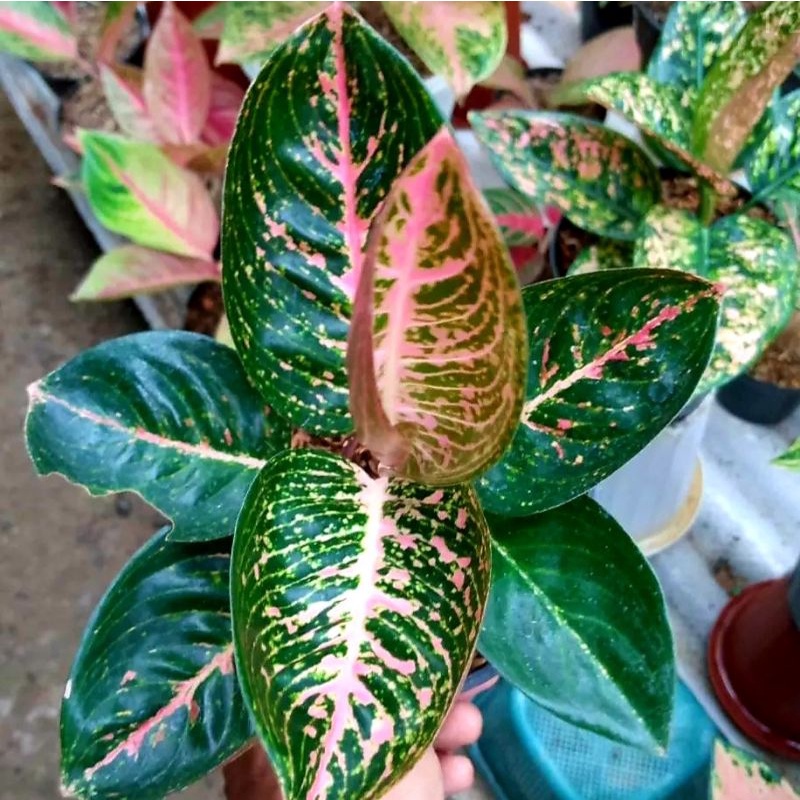 Aglonema Adelia / bibit bunga / bunga hidup / tanaman / tanaman bunga / bunga hiasan /bunga aglonema