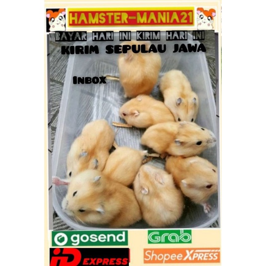 Hamster winter golden jinak-kirim sejawa barat