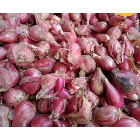

Bawang merah