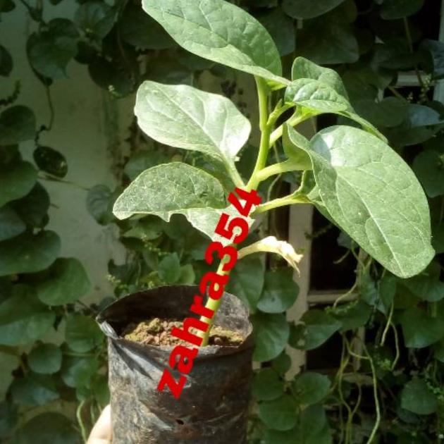 BIBIT BUAH ANGKUNG SUDAH BERBUAH // TANAMAN ANGKUNG // TANAMAN HERBAL // TANAMAN TOGA