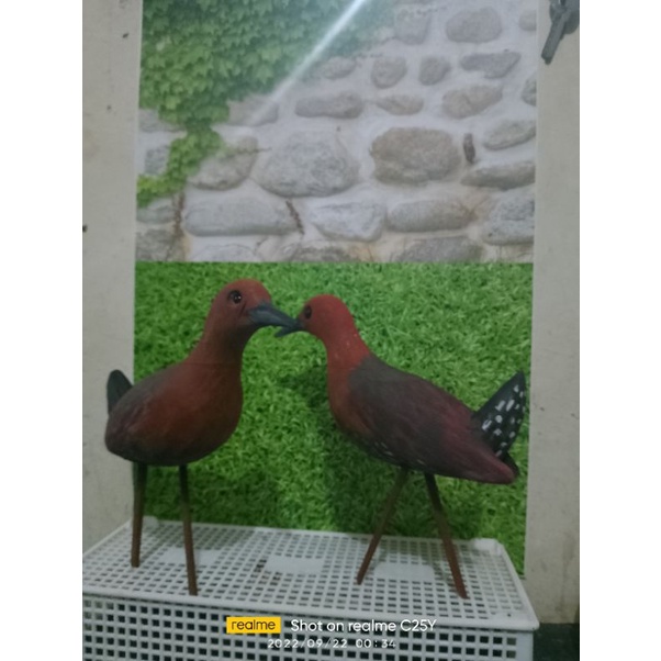 jontrot burung tikusan merah