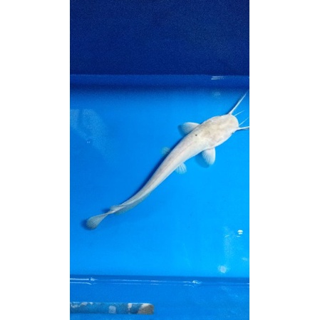 BIBIT IKAN LELE PUTIH / ABU / KELAINAN GENETIK / HIAS (GARANSI KEMATIAN).