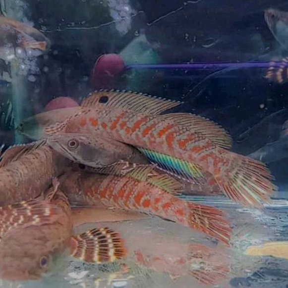 Red Stripe Pulchra Pure 12-14 CM