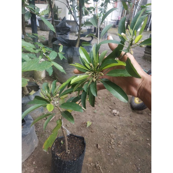 Bibit Sawo Jumbo Cm19