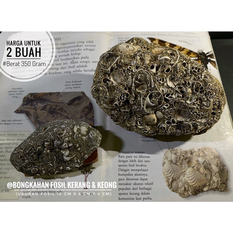 Bongkahan Fosil Kerang A34 atau Fosil Keong atau Fosil Tumpukan Biota Laut atau Fosil Kerang