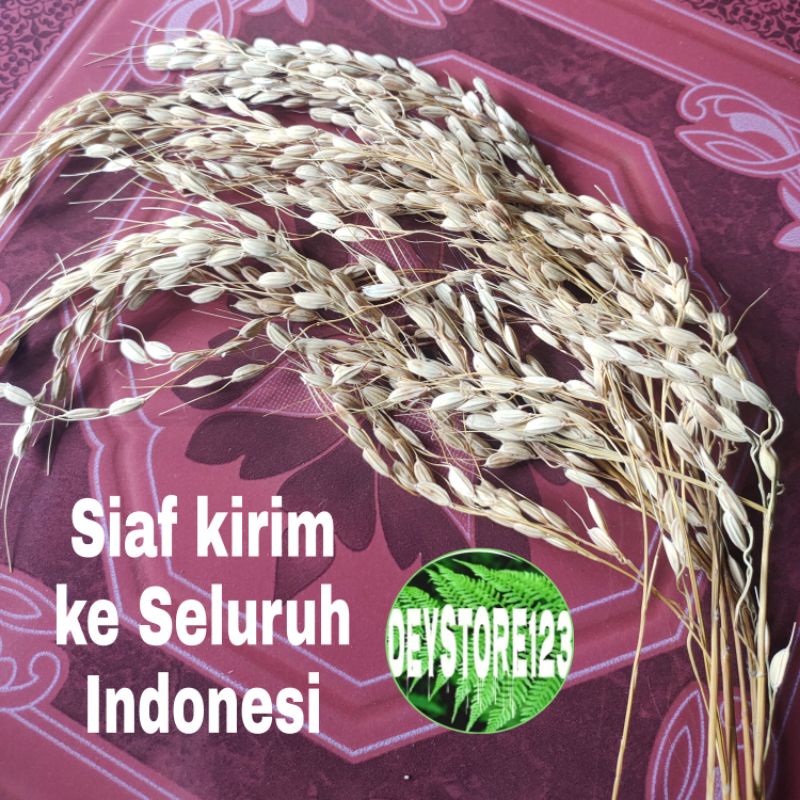 Jual Benih padi lokal padi kampung per 25 tangkay